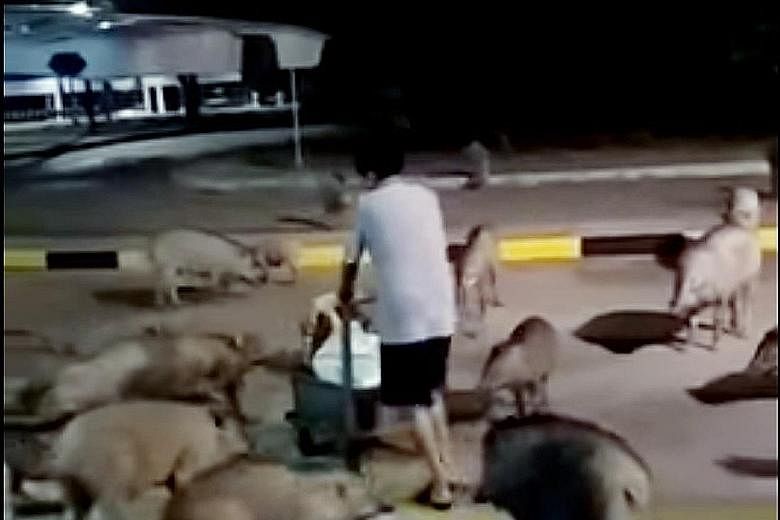 A herd of wild boars was spotted swarming a bus interchange in Tuas. In the viral video that has been circulating online, more than 15 of the animals are seen loitering on the roads within the terminal as well as trotting in front of the canteen ther
