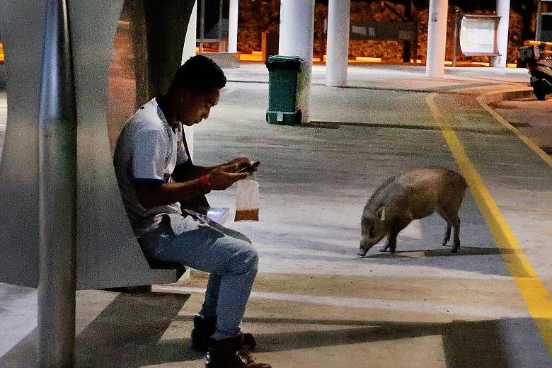 A herd of wild boars was spotted swarming a bus interchange in Tuas. In the viral video that has been circulating online, more than 15 of the animals are seen loitering on the roads within the terminal as well as trotting in front of the canteen ther