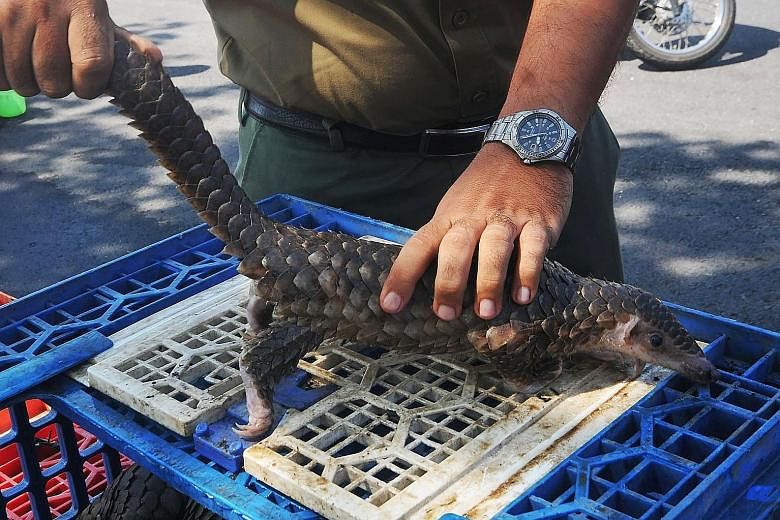 Left: Kuala Lumpur International Airport Customs officers found almost 400kg of smuggled pangolin scales yesterday. Above: On Wednesday, the Indonesian authorities seized hundreds of live pangolins and scales in a haul worth US$190,000.