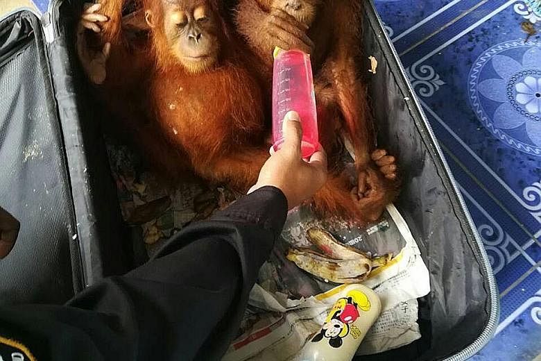 Two rescued baby orang utans on the Thai side of the Malaysia- Thailand border crossing at Padang Besar on Wednesday, after they were found inside a car driven by a Malaysian man attempting to smuggle the two animals, as well as 51 tortoises and six 