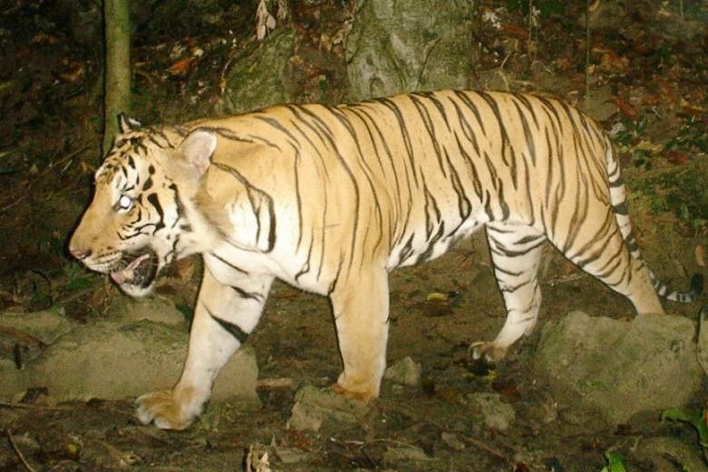 A Malayan tiger caught on camera, with MyCAT's help. There are fewer than 300 tigers left in the wild in Malaysia.  
