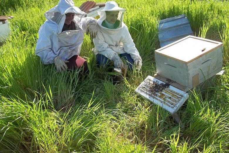Beekeeping has become a vocation and source of income for women trained through the Association for the Promotion of Mountain Apiculture in Algeria. The methods taught emphasise environmental values and sustainable development.