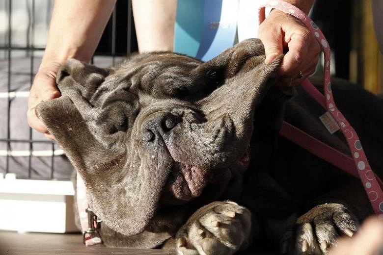 Saggy mastiff Martha named World’s Ugliest Dog | The Straits Times