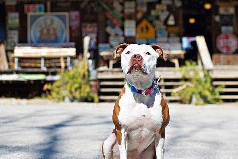 A three-year-old Pit Bull Terrier has been elected mayor of a tiny Kentucky town, beating rivals including a chicken, a donkey and a young boy. The new mayor, named Brynneth Pawltro, is actually the fourth dog chosen as mayor of Rabbit Hash. With a p