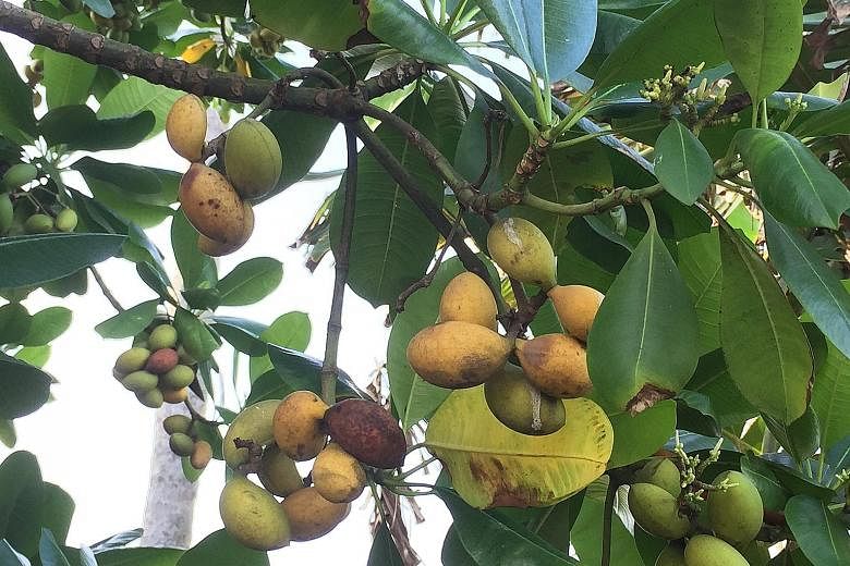 The twin-apple tree, which produces a fruit that looks like two green apples fused together, is considered locally extinct in Singapore but has been planted back on the island.