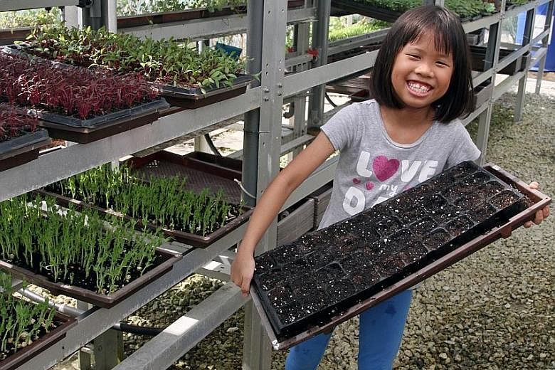 Megan Chua, nine, at urban farm Pocket Greens, with a tray that she prepared and seeded.