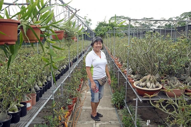 Among the herbs that retiree Kathy Chua grows are lemon myrtle and lemon verbena, which are more commonly grown in cooler climates.