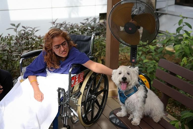 This little doggie is Ms Sri Rathi Priya's best friend while she is recovering from surgery. Logan, a West Highland White Terrier, is part of an "animal-assisted activity" run by Healing Paws to help in the healing of patients, in partnership with Mo