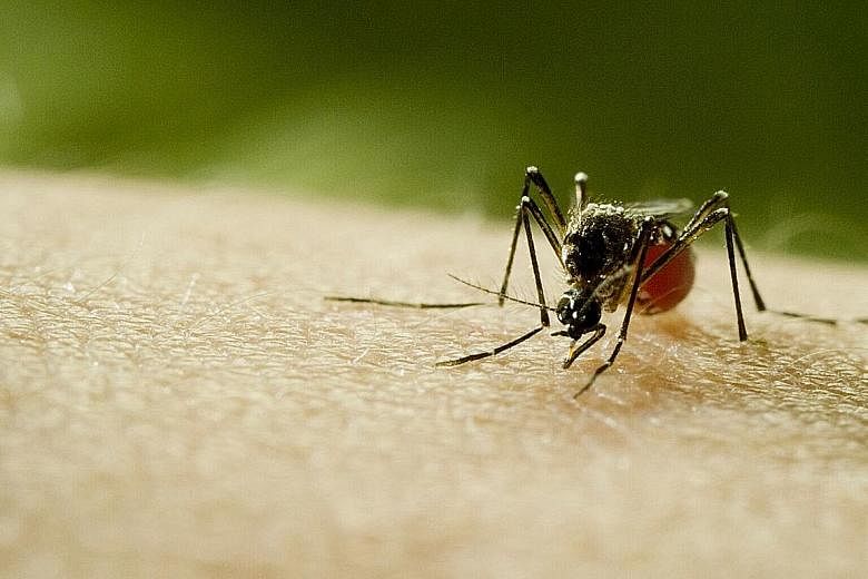 A still from Mosquito shows an Aedes aegypti mosquito, which can carry multiple diseases.