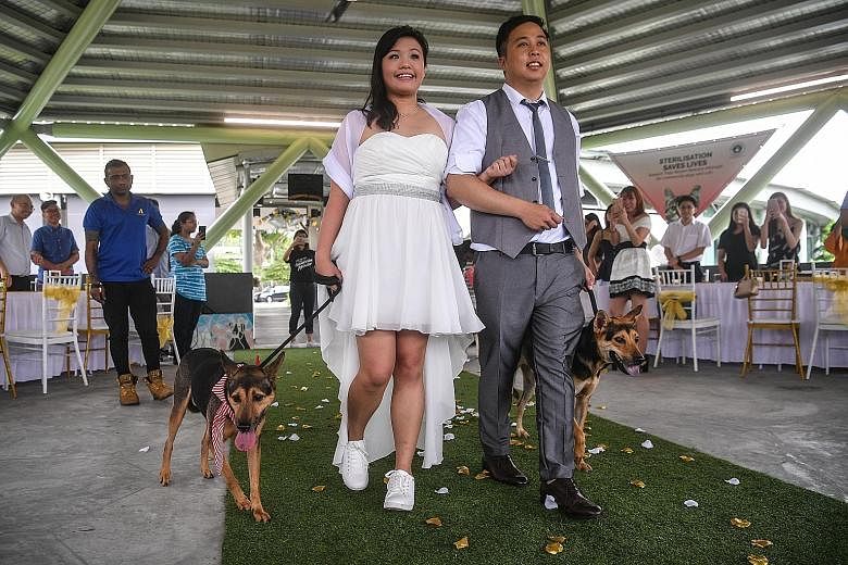 Shelter dogs Alibi (far left) and Timon made a couple's walk down the aisle extra special in the first wedding ceremony held at the Society for the Prevention of Cruelty to Animals' compound at Sungei Tengah yesterday. Ms Janz Chan and Mr Jeffrey Ng,