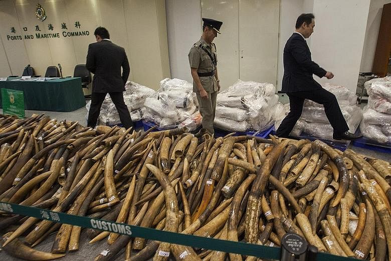 This 7,200kg haul of ivory was hidden underneath frozen fish. Three people linked to the three-decade record find have been nabbed.