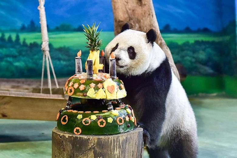 A handout photo from the Taipei Zoo showing Yuan Zai (Tiny Ball), the first Taiwan-born panda, being treated to a birthday cake in celebration of its fourth birthdayon Thursday. Yuan Zai's parents, Tuan Tuan and Yuan Yuan, were given to Taiwan by Chi