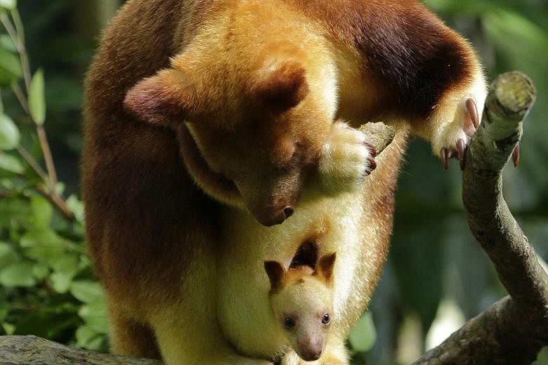 A female joey of the endangered Goodfellow's tree species will soon join its mates at the outdoor exhibit of the Singapore Zoo's Australasia zone. These tree kangaroos are among the rarest animals kept under human care, with only about 50 in zoos und