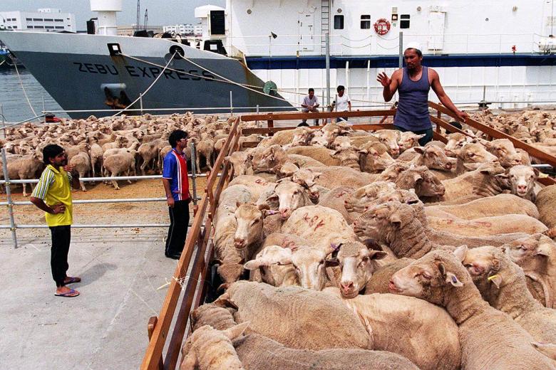 3,700 Australian sheep to be offered for korban ritual at 25 mosques in ...