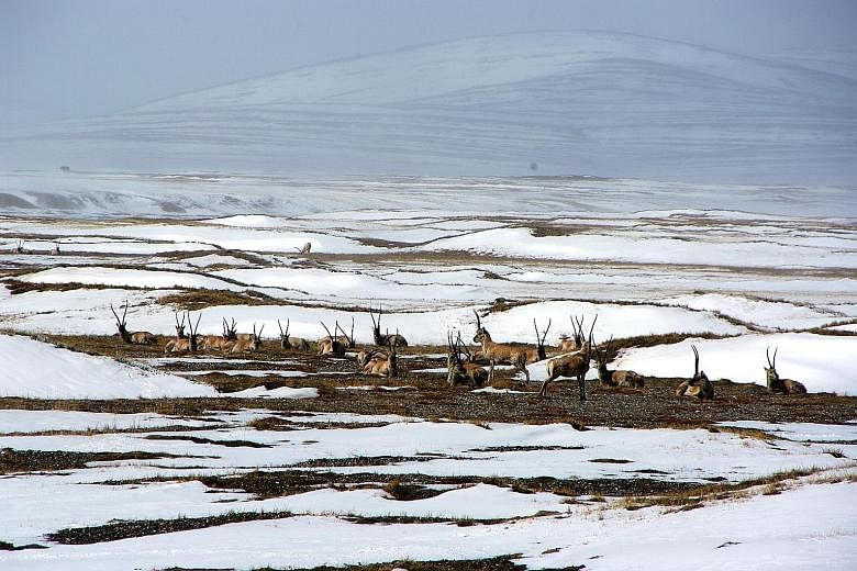 Left: Endangered Tibetan antelopes seen resting in a snow-covered field in Hoh Xil in China's Qinghai Province. Above: Gulangyu, the pedestrian-only island near the city of Xiamen in Fujian province.