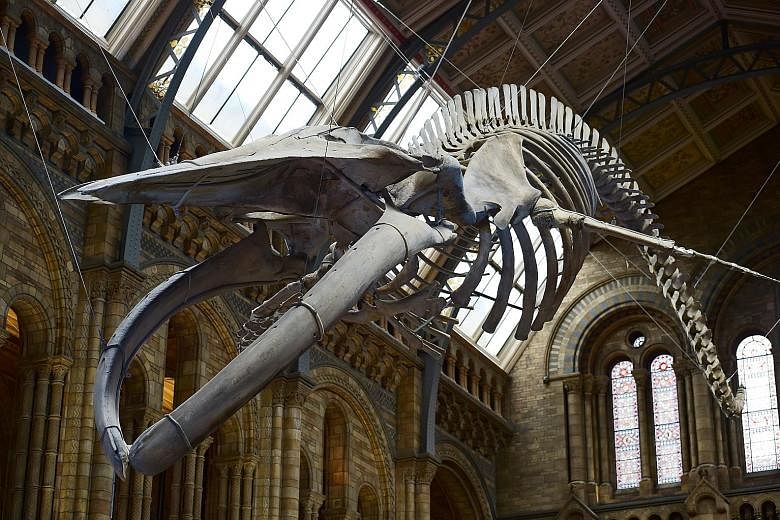 The real skeleton of Hope the blue whale, which died after becoming stranded in Wexford Harbour in Ireland 1891, takes centre stage in the atrium of London's Natural History Museum, replacing the replica skeleton of Dippy the diplodocus, which had gr