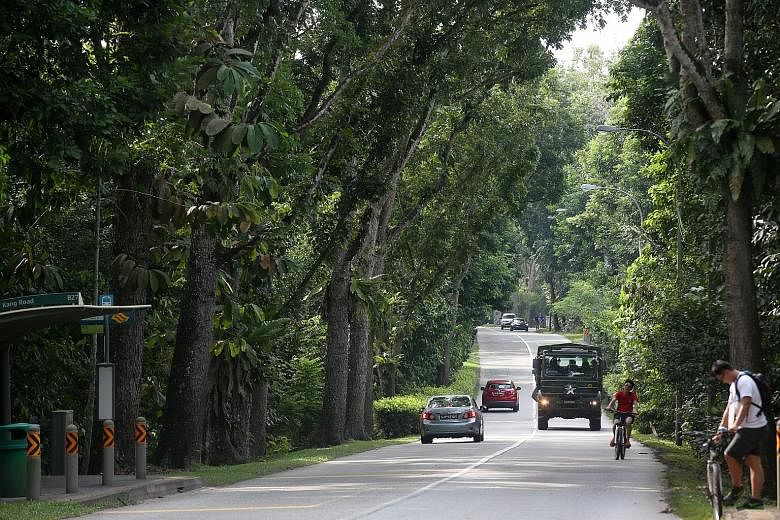 The Tengah Air Base expansion will see the Lim Chu Kang Road realigned. The affected portion includes a 1.8km heritage road, one of five here characterised by tall, mature trees with overarching tree canopies.