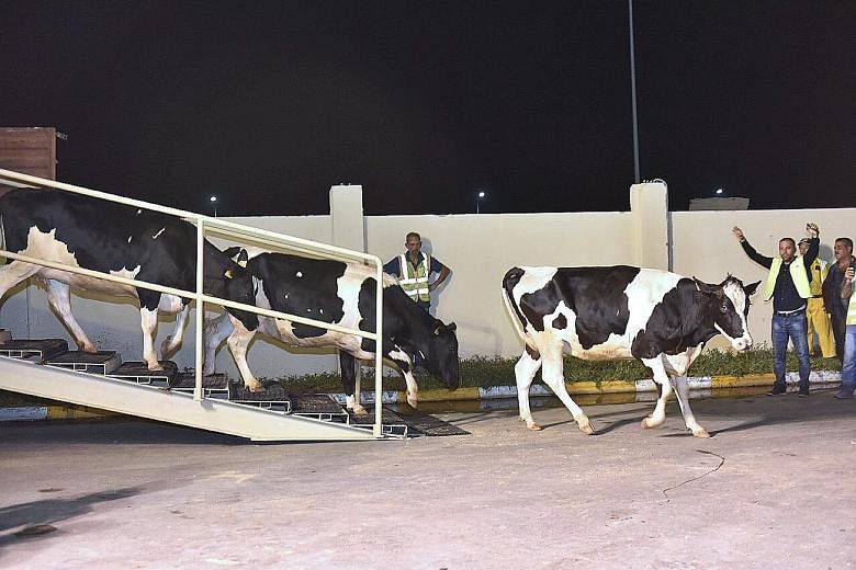 Imports, including cows from Budapest, are helping to feed Qataris and keep their supermarket shelves stocked. And many nations depend on Qatar's liquid natural gas for their energy needs.