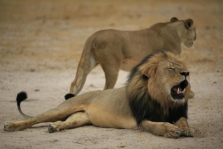 Cecil the Katanga lion in a photo taken in 2012. A popular attraction at the Hwange National Park in Zimbabwe, the lion was killed by a trophy hunter in 2015. Its son Xanda, part of a pride of three females and seven cubs, was shot on July 7 just out