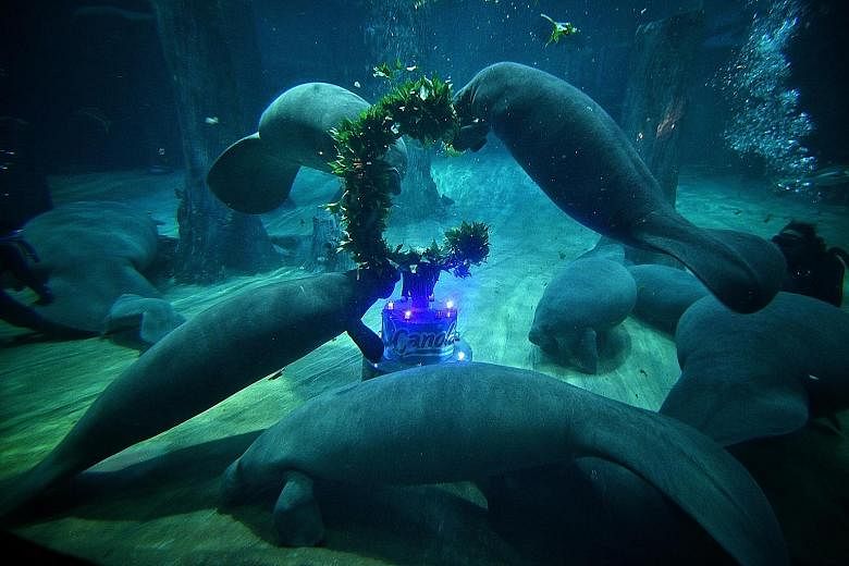 The River Safari's animal icon and wildlife ambassador, Canola the manatee (top right), was presented with a 2m-tall cake made out of cabbage, carrots and sweet potato leaves yesterday morning. The manatee was celebrating its third birthday in the Am
