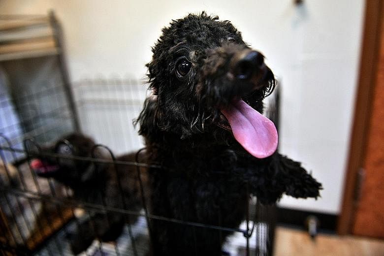 This toy poodle, which was one of 11 puppies smuggled into Singapore from Malaysia in March, has completed its 100-day quarantine at the Sembawang Animal Quarantine Station and will be prepared for rehoming by AVA officers.