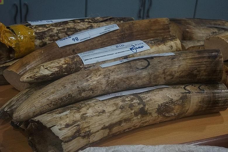 This handout photo from the Royal Malaysian Customs shows some of the seized elephant ivory tusks displayed at a press conference in Sepang.