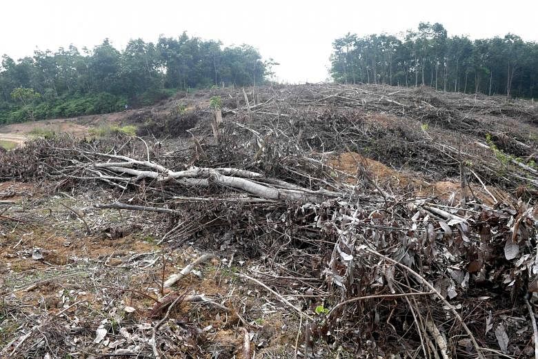 This handout photo, taken on May 19, shows a section of a forest that was cleared illegally to plant oil palm trees in Jambi, south Sumatra.