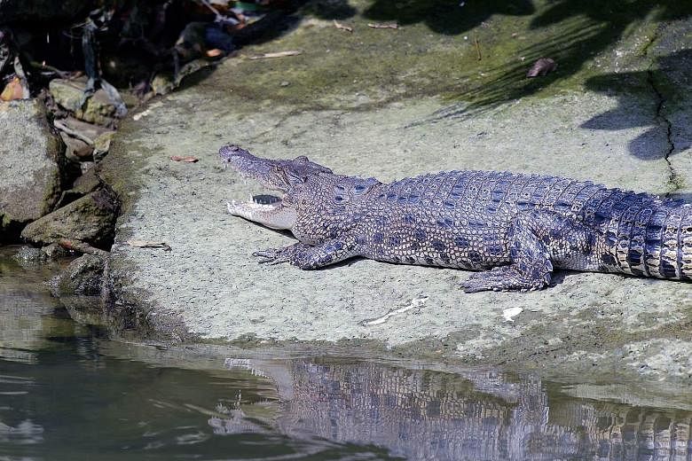 A roughly 2m-long crocodile was spotted sunbathing on the mudflat of Sungei Tampines at Pasir Ris Park at about 4pm on Aug 1. Retired engineer and photographer Ted Lee, who saw the reptile, said: "This is the first time I saw a crocodile at Pasir Ris
