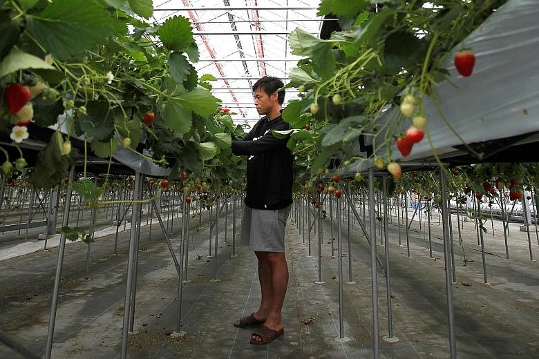 Mr Hiroki Iwasa in his high-tech greenhouse in Yamamoto town. He markets his strawberries to department stores in Tokyo, as well as to customers in Hong Kong, Singapore, Taiwan and Thailand.