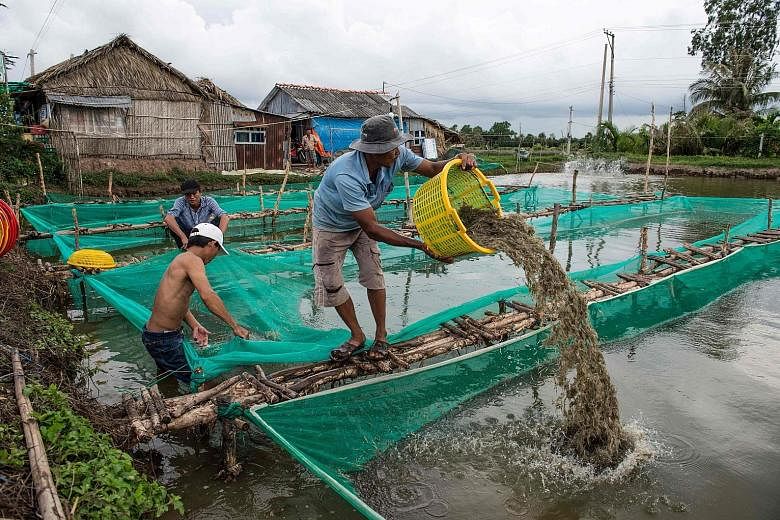 A shrimp farmer moves shrimp from one holding pen to another in a pond in the My Xuyen district in southern Vietnam.