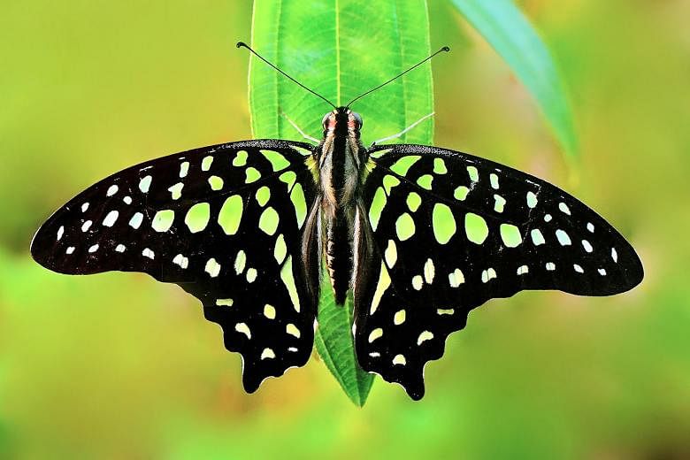 In some butterfly species, the vibrant colours that set them apart are produced not just by pigments, but also by light-interacting structures on the scales of their wings. Scientists are studying these nanostructures for ways to create optic effects