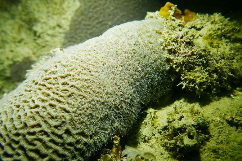Scientists here have observed that some species of hard coral, including Platygyra sinensis (left), spawned outside of the usual reproductive season this year.