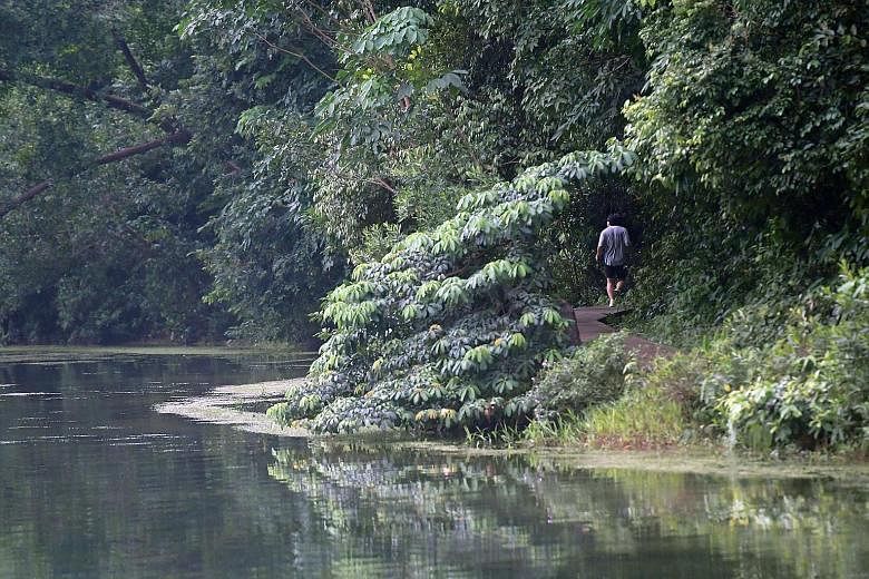 The jogger in his 50s was found lying unresponsive on a patch of grass beside the running path at MacRitchie Nature Trail. The Straits Times understands that he suffered a cardiac arrest and died later in hospital.