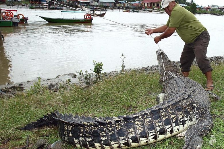 Sarawak Issues Licences For Crocodile Hunting In Bid To Control Reptile 