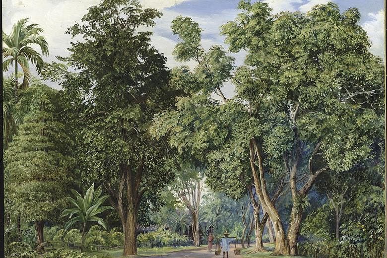 Reproductions of botanical artist Marianne North's Lane Near Singapore (above) and Foliage And Flowers Of A Madagascar Tree At Singapore (below) are among the pieces featured.