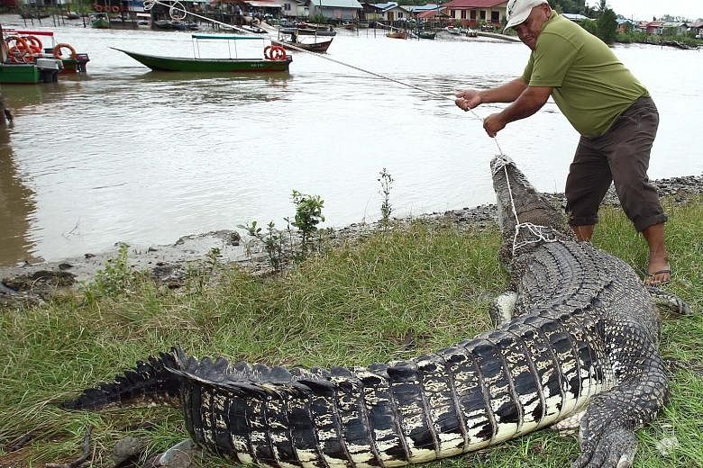 As the crocodile population rises in Sarawak, the reptiles cross paths often with residents. In this March 2015 case in Kuching, the crocodile had died after getting caught in a fisherman's net.