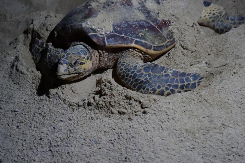 Clutch of 141 eggs laid by critically endangered turtle moved to safer