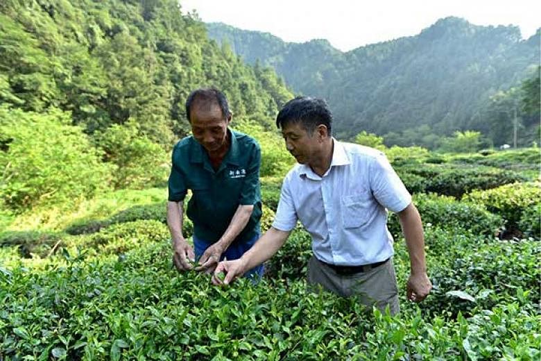 Mr Fang Guoqiang (right), president of Xin'anyuan Organic Tea Development, with a grower. 