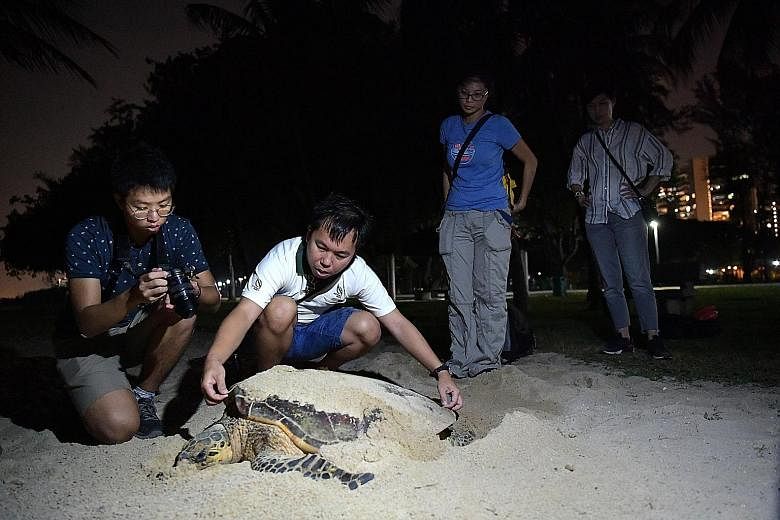 NParks staff member Collin Tong (in white) and his colleagues taking measurements of the hawksbill turtle, and (below) staff clearing sand off the back of the turtle to check its shell pattern on Wednesday. The turtle's 141 eggs have been moved to a 