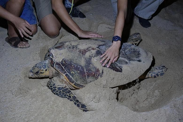 National Parks Board staff and volunteers taking photos of a hawksbill turtle laying eggs at a beach in East Coast Park. The pregnant turtle was spotted at the beach by a member of the public on Wednesday evening. The reptile started laying eggs at a