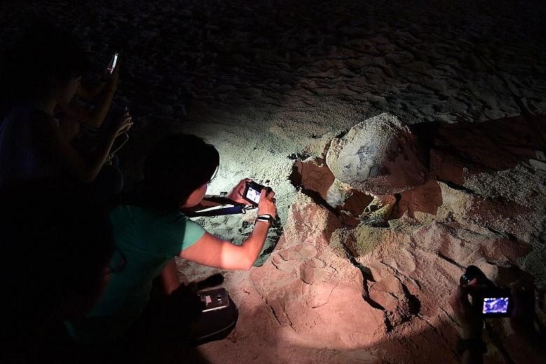 National Parks Board staff and volunteers taking photos of a hawksbill turtle laying eggs at a beach in East Coast Park. The pregnant turtle was spotted at the beach by a member of the public on Wednesday evening. The reptile started laying eggs at a