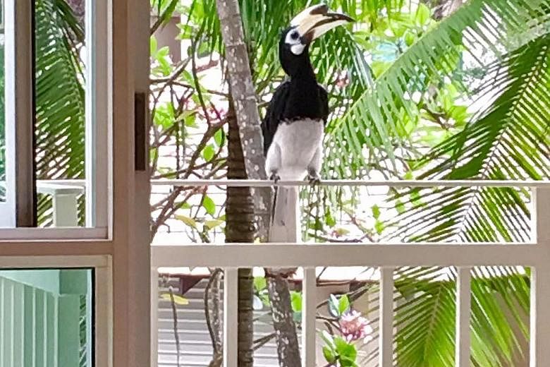 An oriental pied hornbill at Country Park Condominium in Bedok. There are around 100 in Singapore today, cementing the bird's position as a poster child for species rehabilitation here.