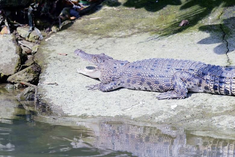 Retired engineer and photographer Ted Lee, 60, spotted a crocodile sunbathing on a mudflat at Pasir Ris Park earlier this month.