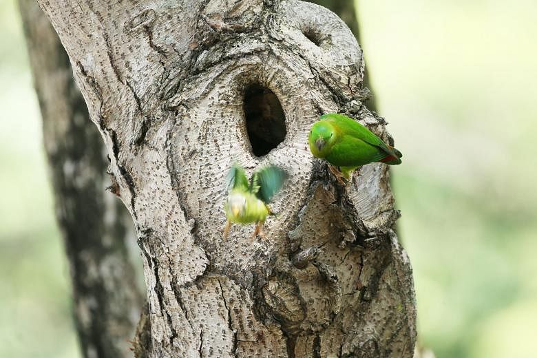 A young blue-crowned hanging parrot takes its first flight as its mother looks on from their nest near Pek Kio Market and Food Centre in April. 
