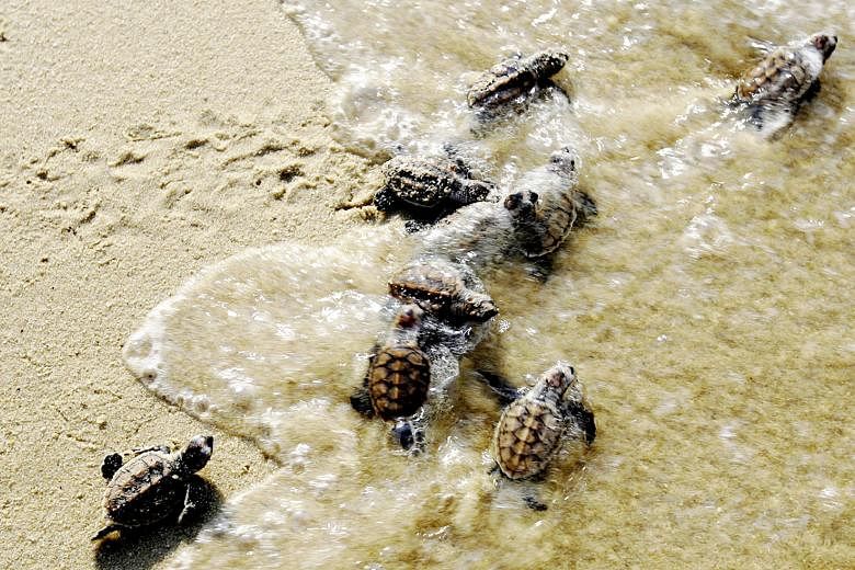 Turtle hatchlings making their way to the sea. Female turtles lay up to 200 eggs at one time, and the eggs typically hatch after two months. 