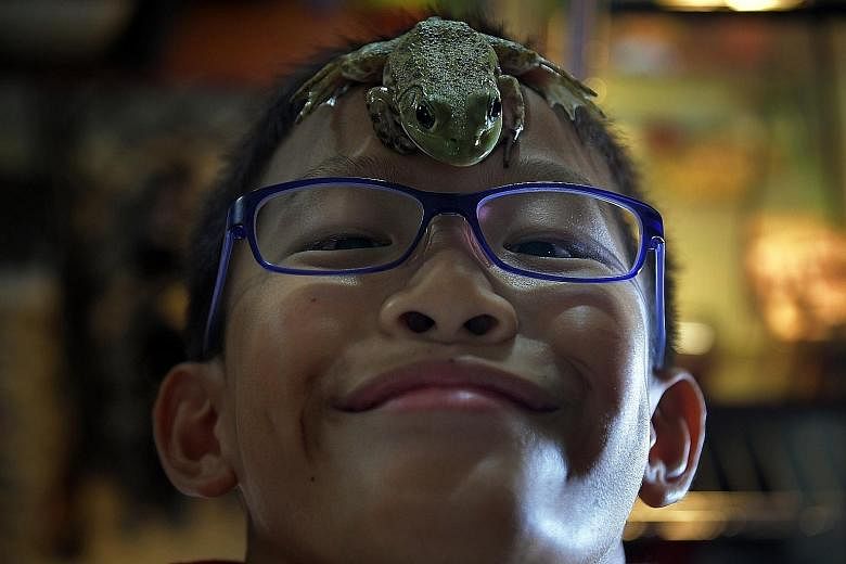 Kayden, nine; Kieran, with his pet turtle and pet frog; and their father Alvin Lee, 52. Said Kieran: "I just want an hour of homework. Otherwise, it piles up and when I look at the stack of work, I feel very stressed out." Eleven-year-old Kieran Lee 