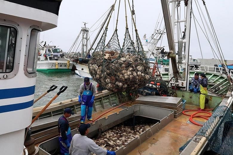 A haul of scallops at a port in Sarufutsu village, Japan. The village boasts some of the highest average incomes of any town in Japan, thanks to the earnings of some of the fishermen. By value, scallops are the biggest international export from Hokka