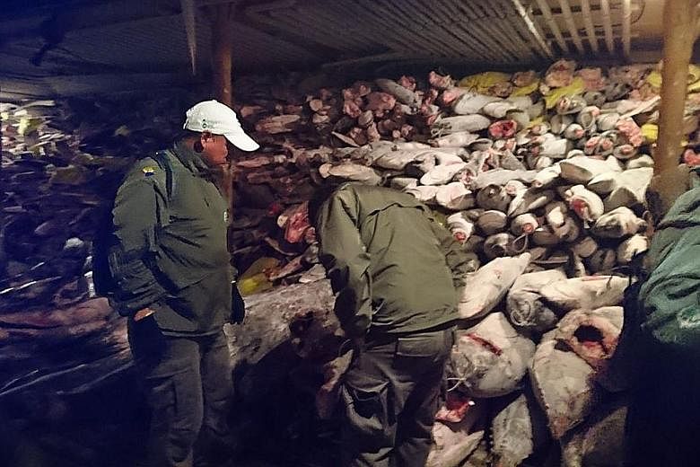 Frozen fish in a Chinese ship caught by the Ecuadorian Navy fishing in the waters of the Galapagos marine reserve on Aug 14. The catch reportedly included several endangered species such as the hammerhead shark. Twenty Chinese fishermen were sentence
