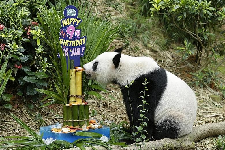 Panda Jia Jia from the River Safari sniffing a "birthday cake". The park's most popular residents, panda duo Kai Kai and Jia Jia, celebrated their birthdays yesterday afternoon in front of about 100 visitors. They were given frozen cakes decorated wi