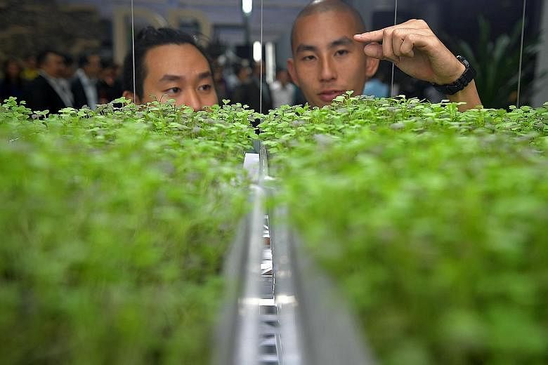 Microgreens farmers Timothy Jung (left), 28, and Christopher Leow, 29, looking at their close-group farming system at the "Growing More with Less" exhibition launched yesterday at The URA Centre in Maxwell Road.